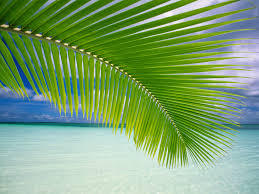 Coconut Leaf