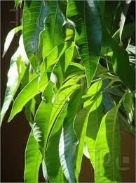 Mango Leaf