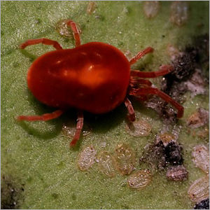 Red Spidermite