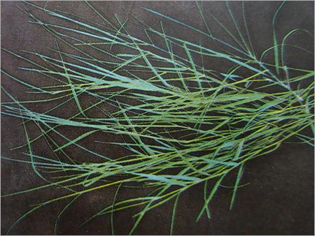 Herbal Grass Extract