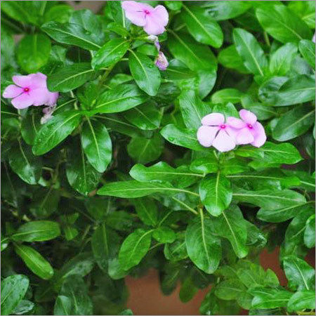 Herbal Medicine Periwinkle