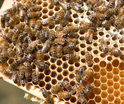 JAGAIT natural honey