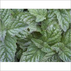 Organic Mint Plant