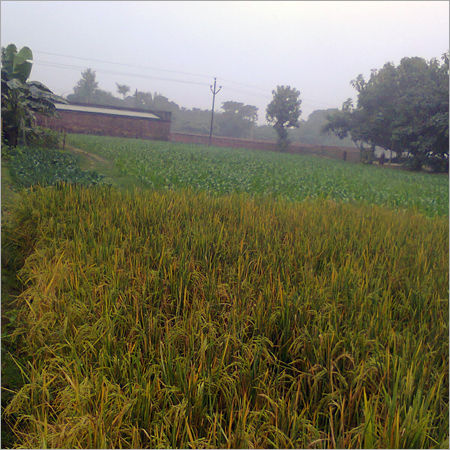 Vegetable Plants