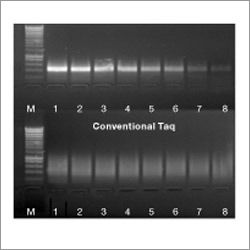 DNA Polymerase