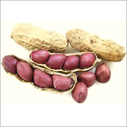 Fresh Groundnut