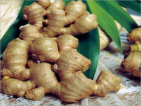 Ginger Root