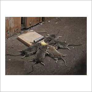 Rodent Control Services By SIDDHI INSECTICIDE SERVICE