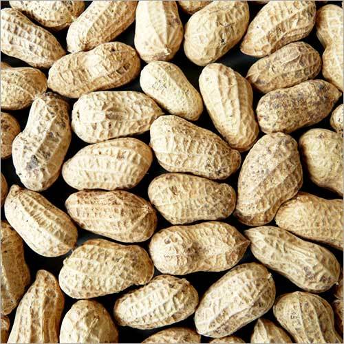 Fresh Groundnut