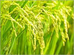 Organic Green Paddy