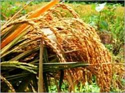 Organic Raw Paddy