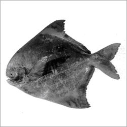 Chinese Pomfret