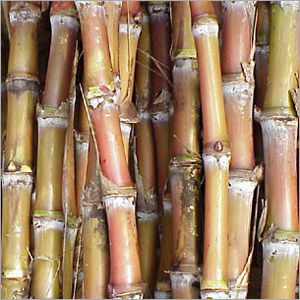 Juicy Sugarcane Sticks