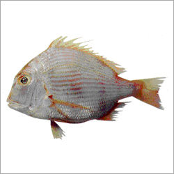 Sea Bream