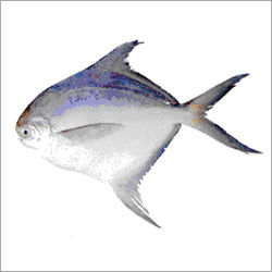 Silver Pomfret