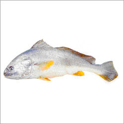 Yellow Croaker - Fresh, Nutritious Yellow Croaker Fish Fillets | Ideal for Parties, Events, and Culinary Creations