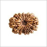 14 Mukhi Rudraksha