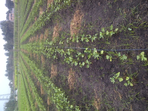 ECO India Agro Farms a Punnai