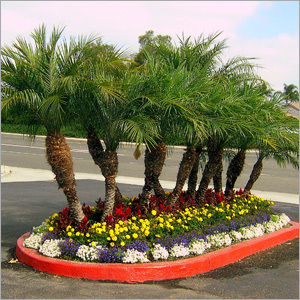 Palm Tree Floral Landscaping