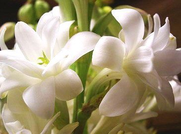 Tuberose Absolute