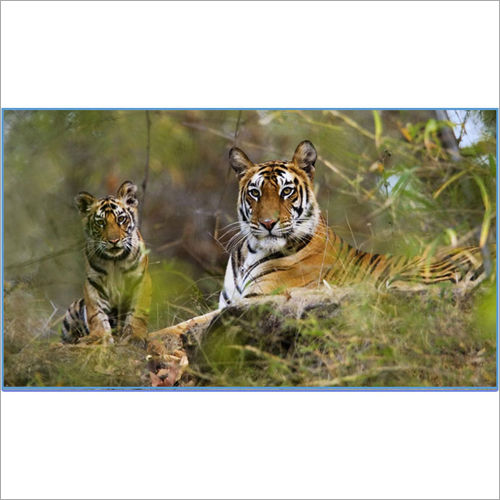 Golden Triangle with Ranthambore Package