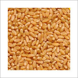 Nutritious Wheat
