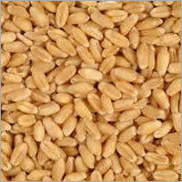 Ground Wheat - High Nutritional Value, 100% Pure and Fresh, Enriched with Vitamins, Fiber, Fats, and Carbohydrates