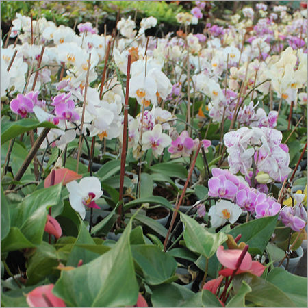 Terracotta Flower Plants