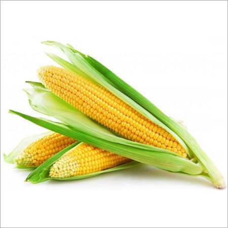 Corn