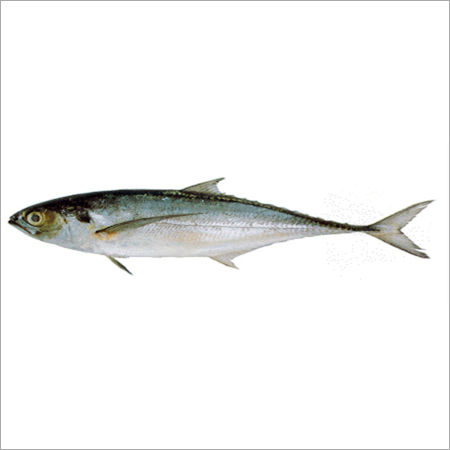 Horse Mackerel Fish Exporter