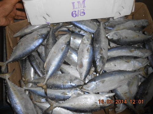 Indian Mackerel Exporter