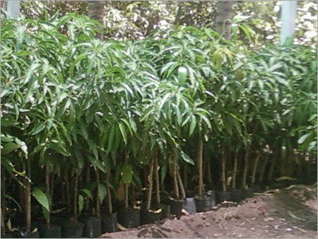 Mango Plants