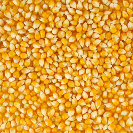 Maize Grains