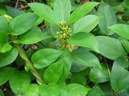 Gymnema Sylvestre br (Gurumar leaf)