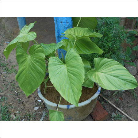 Sugandh Mantri Plant