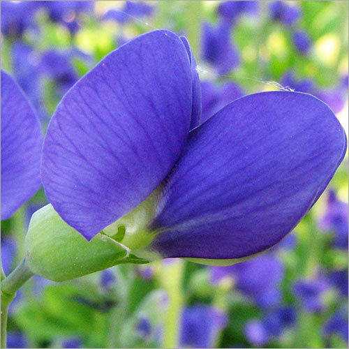 Baptisia False Blue Indigo