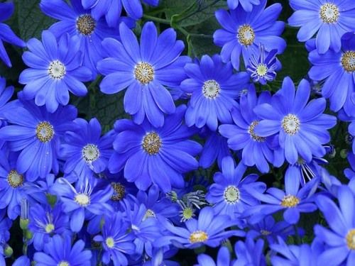 Blue Daisy