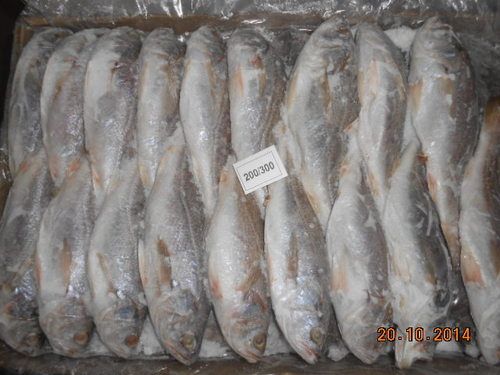 Silver Croaker Fish Grade: Commercial Use