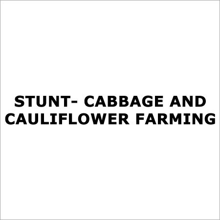 Cabbage Farming