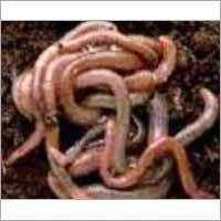 Earthworm Control Services