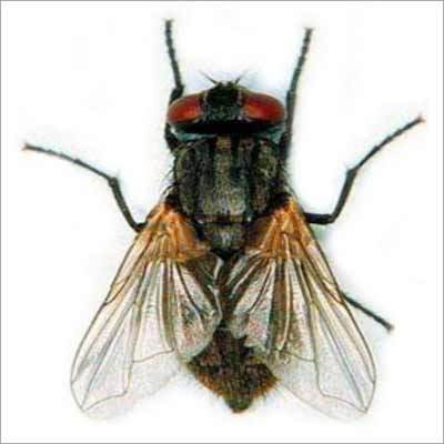 House Fly Pest Control Service By PESTOMATIC CONTROLS