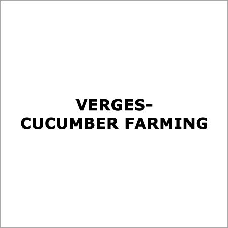 Cucumber Farming