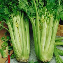 Fresh Celery