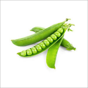 Fresh Green Pea - Small Round Shape, Nutrient-Rich with Antioxidants and Fiber for Digestive Health