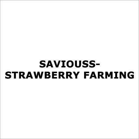 Strawberry Farming