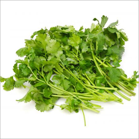 Cilantro