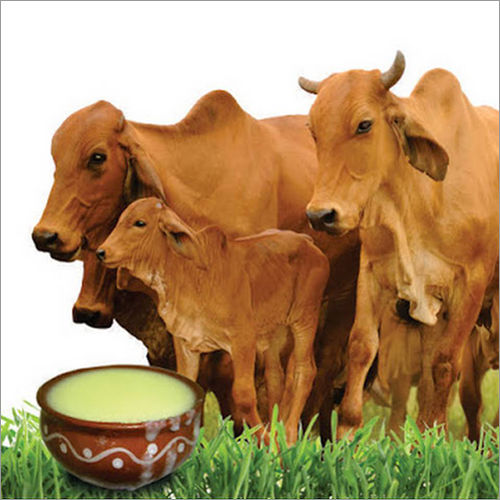 Cow Ghee