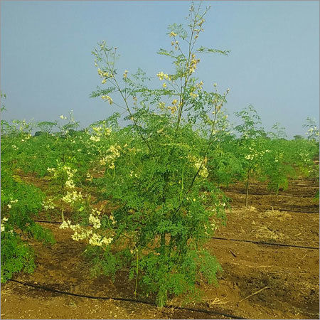 Moringa Tree