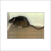 Norway Rats By DOCTOR PEST SOLUTIONS