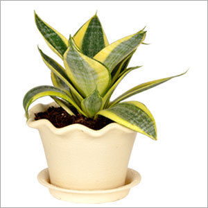 Sansevieria Golden Plant